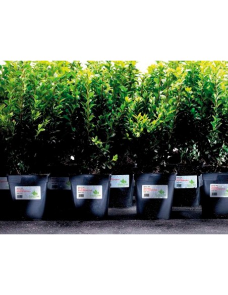 Etiqueta adhesiva resistente avery poliester blanco laser 99,1x42,3 mm caja de 240 unidades